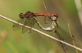 A mating pair of Common Darter Dragonfly Sympetrum striolatum perched on a reed.