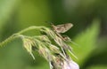 A beautiful Mayfly, Ephemera vulgata, perching on a Comfrey flower at the edge of a fast flowing river.