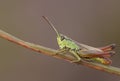 A pretty Meadow Grasshopper, Chorthippus parallelus, perching on grass.