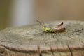 A pretty Meadow Grasshopper, Chorthippus parallelus, perching on wooden post.