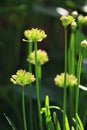 Pretty Millennium Allium stems with heads starting to open