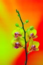 Pretty mini pink phalaenopsis orchids against blurry background