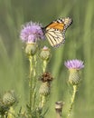 Monarch butterfly on thistle plants