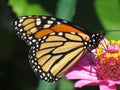Pretty Monarch Butterfly in the Pink Zinnia Garden