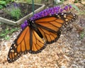 Pretty Monarch Butterfly in September