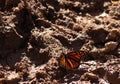 Pretty monarch butterfly sitting in the mud. The beautiful black and orange wings stretched out. Royalty Free Stock Photo