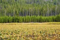 Pretty mountain lake with Lilly pads, trees and hills. Calm and serene