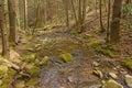 Pretty Mountain Stream Running Through the Forest