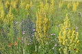 Mullein field Royalty Free Stock Photo