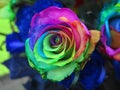 Pretty multicolor rose Royalty Free Stock Photo