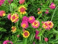 Pretty Multicolored Flowers in Summer in August in the Garden