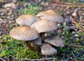 Pretty mushroom group