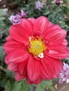 Pretty natural red colour flower with yellowish colour to the center Royalty Free Stock Photo