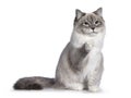 Neva Masquerade cat on white background Royalty Free Stock Photo