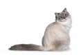 Neva Masquerade cat on white background Royalty Free Stock Photo