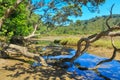 A pretty New Zealand coastal stream, with overhanging trees