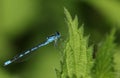 A pretty newly emerged Common Blue Damselfly, Enallagma cyathigerum, perching on a stinging nettle leaf in spring. Royalty Free Stock Photo