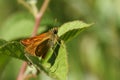 A newly emerged Large Skipper Butterfly, Ochlodes sylvanus, perching on a leaf in a meadow. Royalty Free Stock Photo