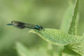 A newly emerged male Banded Demoiselle Dragonfly, Calopteryx splendens, resting on a Comfrey leaf at the edge of a river in the UK Royalty Free Stock Photo