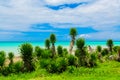 Amazing natural landscape view of Varadero Cuban beach and tranquil, turquoise ocean on blue sky background, tropical garden, sunn