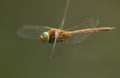 A beautiful Norfolk Hawker Dragonfly, Anaciaeschna isoceles, flying over a lake hunting for food.