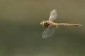 A beautiful Norfolk Hawker Dragonfly, Anaciaeschna isoceles, flying over a lake hunting for food.