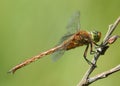 A pretty Norfolk Hawker Dragonfly, Anaciaeschna isoceles, perching on a twig at the edge of a lake.