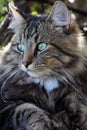 A pretty Norwegian forest cat Royalty Free Stock Photo