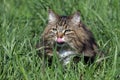 A pretty Norwegian Forest Cat in the grass licks her nose Royalty Free Stock Photo