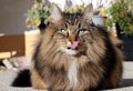 A pretty Norwegian Forest Cat licking her nose Royalty Free Stock Photo