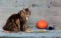 A pretty Norwegian Forest Cat, a pumpkin, leaves, and a bat Royalty Free Stock Photo