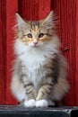 Pretty Norwegian forest cat sitting on a black bench Royalty Free Stock Photo