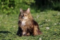 A pretty Norwegian Forest Cat sitting in the evening sun in the mowed field Royalty Free Stock Photo