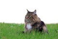 A pretty Norwegian Forest Cat sitting in the meadow in autumn Royalty Free Stock Photo