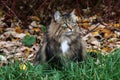 A pretty Norwegian Forest Cat sitting under a tree in autumn Royalty Free Stock Photo