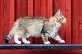Pretty Norwegian forest cat walking on a black bench Royalty Free Stock Photo