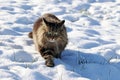 A pretty Norwegian Forest Cat walks through the snow in winter Royalty Free Stock Photo