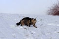 A pretty Norwegian Forest Cat walks through the snow in winter Royalty Free Stock Photo