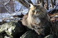 A pretty Norwegian Forest Cat Royalty Free Stock Photo
