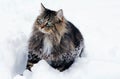 A pretty Norwegian Forest Cat in winter in the snow Royalty Free Stock Photo
