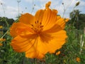 Pretty Orange Cosmos Flower of September