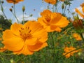 Pretty Orange Cosmos Flowers in the Garden in Summer