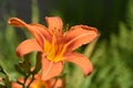 Pretty Orange Daylily Flowering, Blooming in the Summer