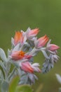 Pretty Orange Echeveria Succulent Blossom