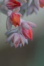 Pretty Orange Echeveria Succulent Blossom