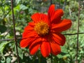 Pretty Orange Flower in August in Summer