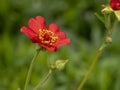 Pretty orange Geum feuerball flower in a garden