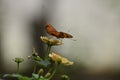 Pretty Orange Gulf Fritillary Butterfly In Nature