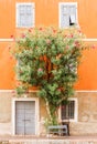 Blossom tree outside pretty Italian building -Limone Italy Royalty Free Stock Photo