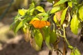 Orange Julia Longwing Butterfly Royalty Free Stock Photo